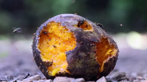 Fallen Ripe Mango with Bugs and Flies.Natural process of decomposition. Stock Footage 279627895