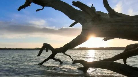 Fallen river tree Stock Photos