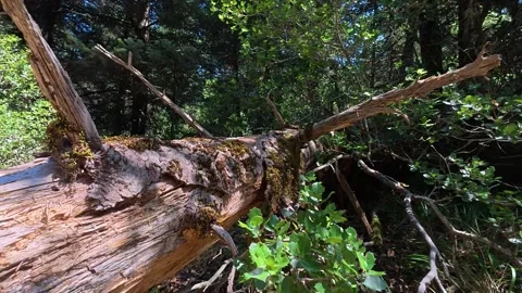 Fallen Rotten Fir Trunk Blocking Forest Path And Raising Fire Risk Vídeo Stock 326164824