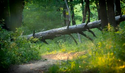A fallen rotten tree in the forest. Summer trees and foliage Stock Photos