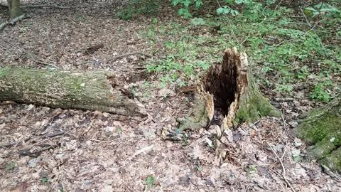 Fallen rotten tree with stump in forest or woods Stock Photos