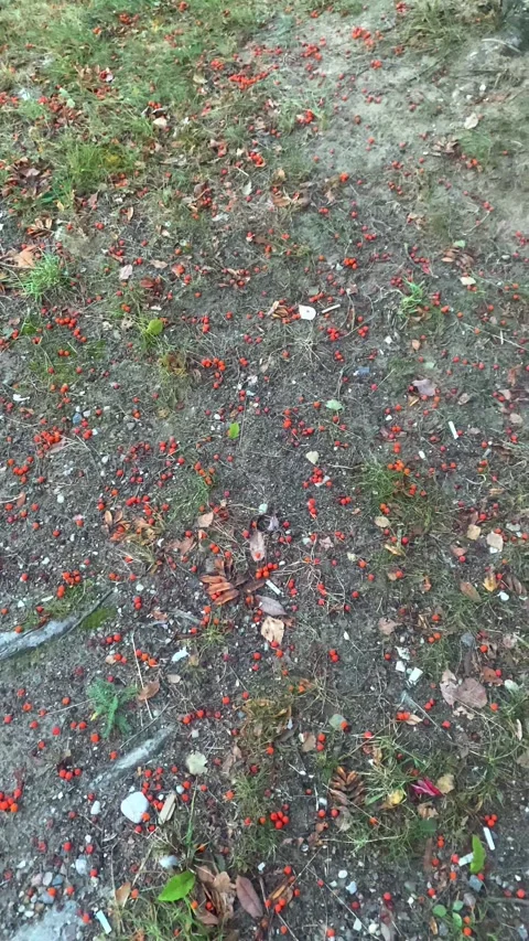 A fallen rowan tree lying on the ground. Vertical video Stock Footage 287936621
