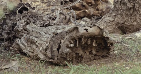 Fallen saguaro cactus rots in the desert Stock Footage 101071082