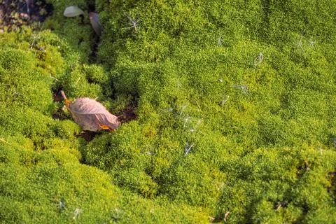 Fallen semi-dried leaf close-up on the green moss in autumn. Selective focus, Stock Photos