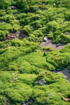 Fallen semi-dried leaf close-up on the green moss in autumn. Selective focus, Stock Photos