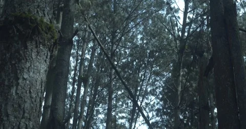 Fallen slim pine tree 스톡 동영상 242118711