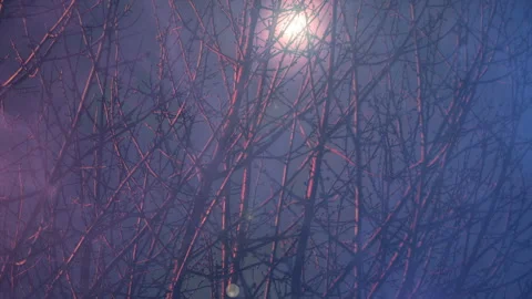 Fallen snow through tree branches Stock Footage 113682843