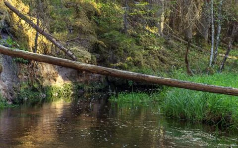 Fallen soft tree across forest river Stock Photos