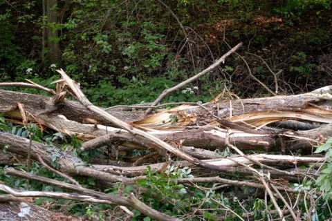 Fallen splintered trees 写真素材