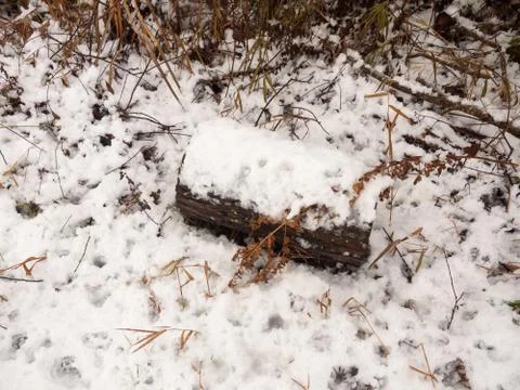 Fallen split tree trunk bark covered in snow outside near lake country Stock Photos