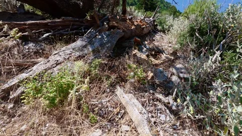 Fallen split tree trunk in wild Mediterranean forest 動画素材 316623722