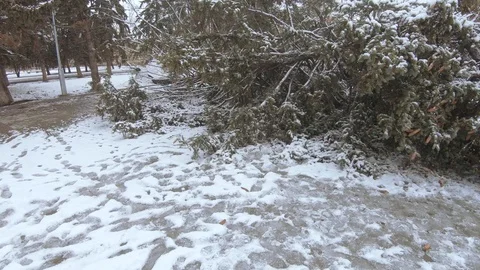 Fallen spruce on a city 스톡 동영상 125394150