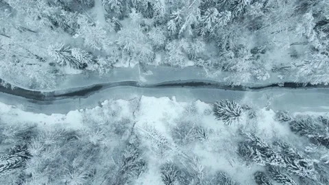 Fallen spruce in the snowy forest Stock Footage 146541801