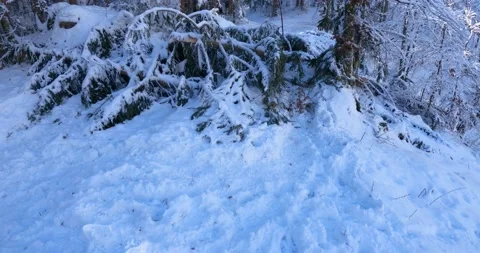 Fallen spruce tree in forest. Winter season with snow Stock Footage 145399551