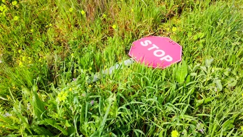Fallen Stop Sign Hidden in Tall Grass and Vegetation Stock Footage 332241224