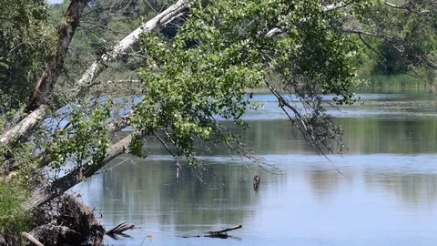 A fallen storm tree leaned over the quiet water of a calm wild lake 動画素材 111030108