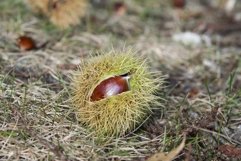 Fallen Sweet Chestnut on ground, with outer shell split open Foto stock