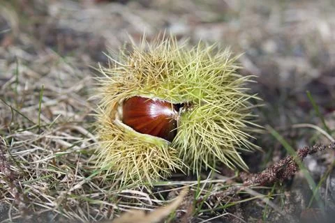 Fallen Sweet Chestnut on ground, with outer shell split open Foto stock