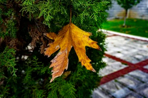 Fallen sycamore leaf on the green tree. Fallen leaf in autumn. Autumn concept 스톡 사진