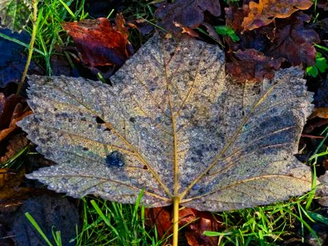 Fallen Sycamore leaf Foto stock