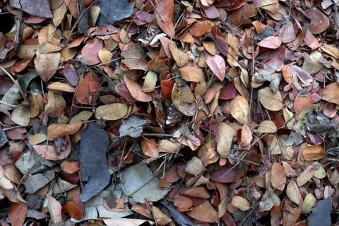 Fallen teak leaf on ground, Composting fall leaves, Biomass and mulch, organi Stock Photos