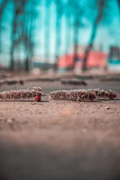 Fallen things from trees bokeh  Foto stock