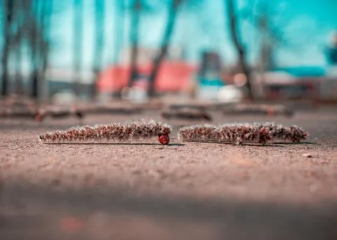 Fallen things from trees bokeh  Foto stock