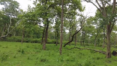 Fallen timber and dead wood on a green woodland floor Stock Footage 346334816