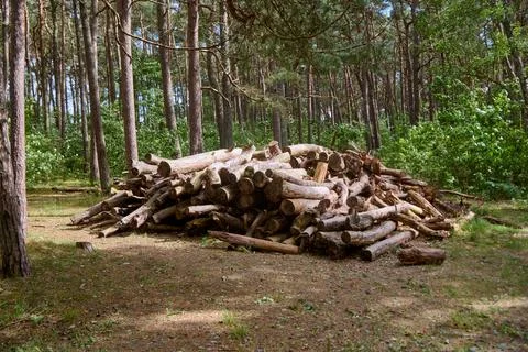 Fallen timber pile resting beneath tall pines in warm woodland light Stock Photos
