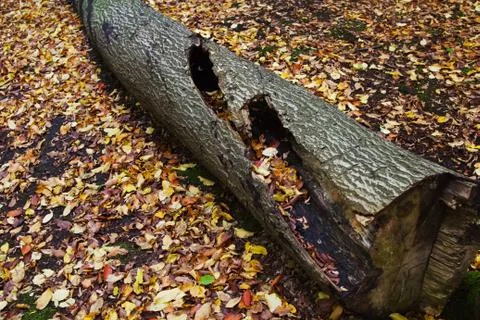 Fallen Tree 2 Stock Photos