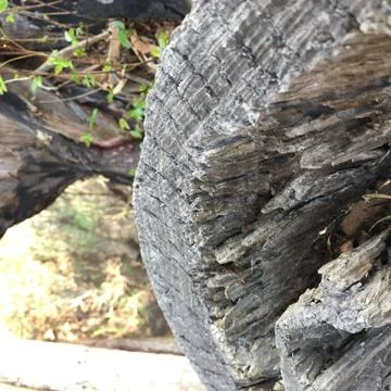 Fallen Tree 2 Stock Photos