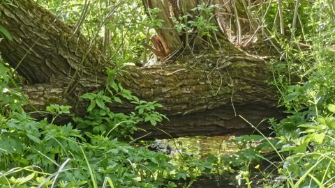 Fallen tree above a forest stream among grass and greenery during day at summer Stock Footage 237700678