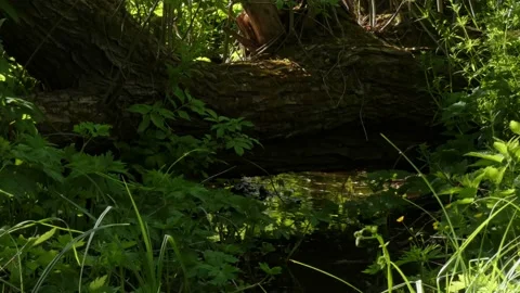 Fallen tree above a forest stream among grass and greenery at summer evening Video stock 237700972