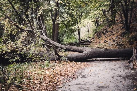 Fallen tree across a footpath in the forest blocking progress Stock Photos