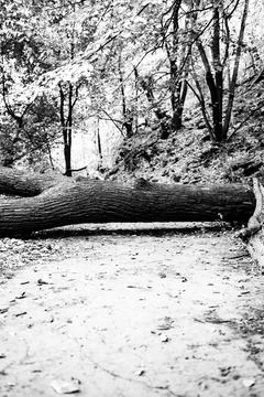 Fallen tree across a footpath in the forest blocking progress Stock Photos