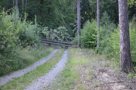 Fallen tree across the forest road Stock Photos