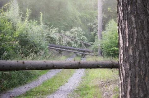 Fallen tree across the forest road Stock Photos