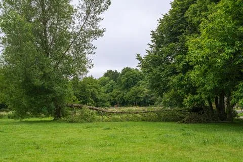 Fallen Tree Across Green Grass Area After Storm Damage in Public Park Foto stock