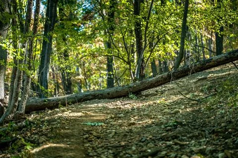 Fallen tree across the path Stock Photos