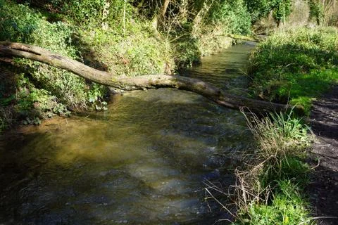 Fallen tree across a small river Fotos de archivo