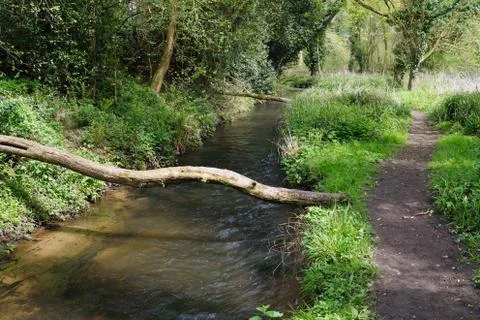 Fallen tree across a small river Stockfoto's