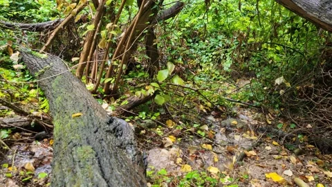 Fallen tree across small stream in dense green forest Stock Footage 319526563