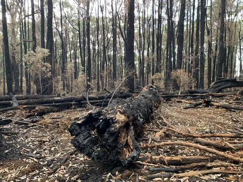 Fallen Tree after Bushfire Foto stock