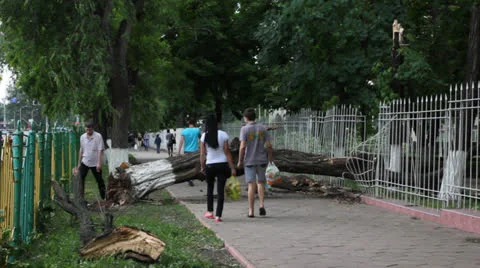 Fallen tree after hurricane Stock Footage 24824996