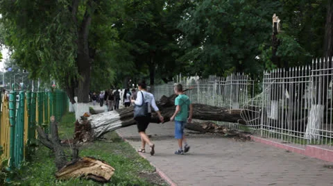 Fallen tree after hurricane Stock Footage 24825336