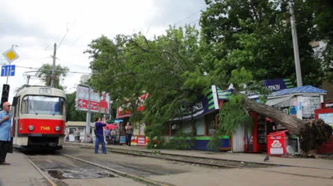 Fallen tree after hurricane Stock Footage 24825357