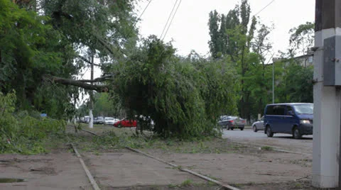 Fallen tree after hurricane Stock Footage 24825372