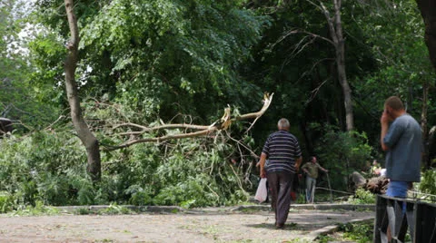 Fallen tree after hurricane Stock Footage 24825374