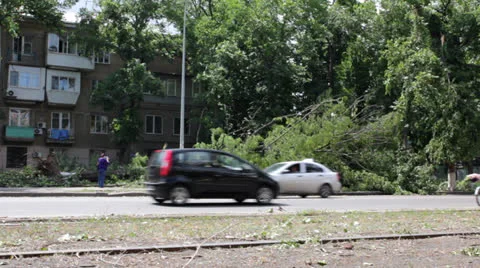Fallen tree after hurricane Stock Footage 24825452