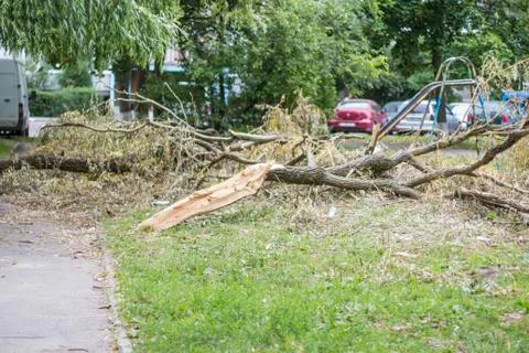 Fallen tree after a hurricane lying on the ground Stock Photos